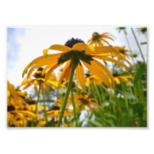 Beautiful Sunflower 7x5 Photo Print