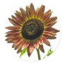 Beautiful Sunflower