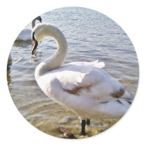 Beautiful Swan Bird Sticker