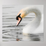 Beautiful Swan  Poster/Print
