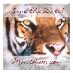 Beautiful Tiger Announcements