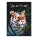 Beautiful Tiger Invitations