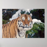Beautiful Tiger Poster