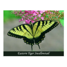 Beautiful Tiger Swallowtail Butterfly Postcard 5