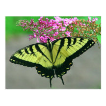 Beautiful Tiger Swallowtail Butterfly Postcard 6