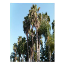 Beautiful trees postcard