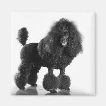 Beautiful, trimmed, black, complete poodle body fridge magnets