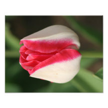 Beautiful Two Tone Tulip Print Fine Art Print Art Photo