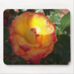 Beautiful variegated Rose Mousepad
