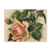 *Beautiful Vintage Roses* Postcard