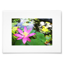 Beautiful Water Lilly Photo Print