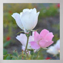 Beautiful White and Pink Wild Roses Poster