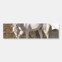 Beautiful White Arabian Horse Bumper Stickers
