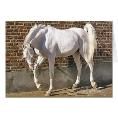 Beautiful White Arabian Horse by Animals_R_Us