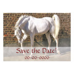 Beautiful White Arabian Horse Invitations