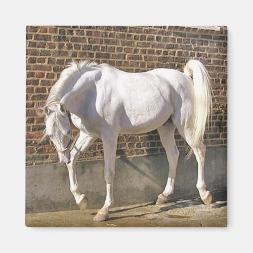 Beautiful White Arabian Horse Magnet