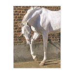 Beautiful White Arabian Horse