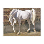 Beautiful White Arabian Horse