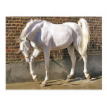 Beautiful White Arabian Horse Postcards