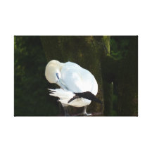 Beautiful White Bird Canvas Print