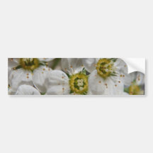 Beautiful White Bolossom Flowers & Yellow centres Bumper Stickers