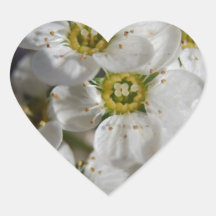 Beautiful White Bolossom Flowers & Yellow centres Heart Sticker