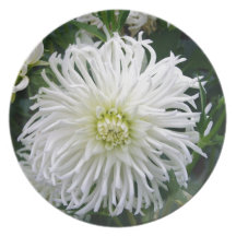 Beautiful White Dahlia - Plate