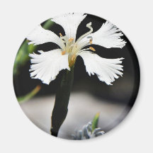 Beautiful White Flower Fridge Magnet