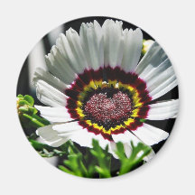 Beautiful White Flower In Park Magnets
