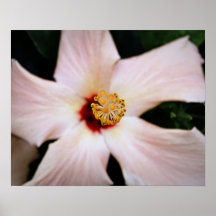 Beautiful white flower posters