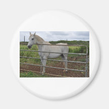 Beautiful white horse photograph refrigerator magnets