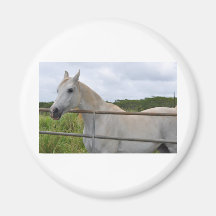 Beautiful white horse photograph magnet