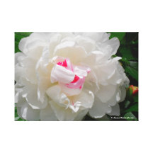 Beautiful White Mums (Wrapped Canvas  I) Gallery Wrapped Canvas