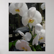 Beautiful White Orchids Poster