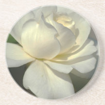 Beautiful white Rose drink coaster