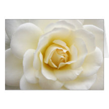 Beautiful White Rose Notecard