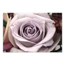 Beautiful white rose photo