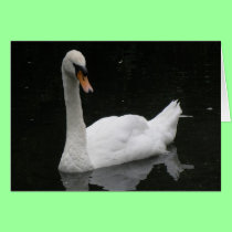 Beautiful White Swan Card cards