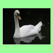Beautiful White Swan Postcard postcards