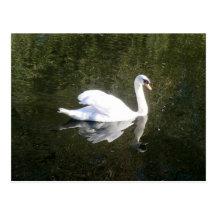 Beautiful White Swan Reflecting On The River Post Card