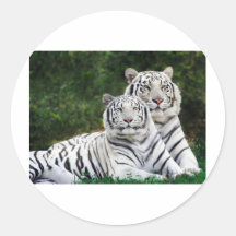 Beautiful White Tigers Stickers