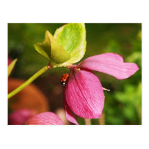 Beautiful Winter Rose Postcard