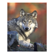 Beautiful Wolf Photo Print