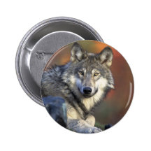 Beautiful Wolf Pinback Button