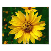 Beautiful Yellow Flower 10x8 Print Photographic Print
