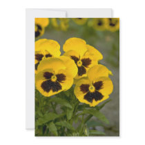 Beautiful yellow Pansies Custom Announcement