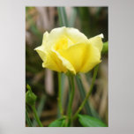 Beautiful Yellow Rose Print