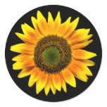 Beautiful yellow sunflower on black stickers