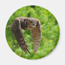Beauty in flight refrigerator magnets