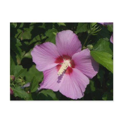Beauty in Pink Post Cards by Starr_1949